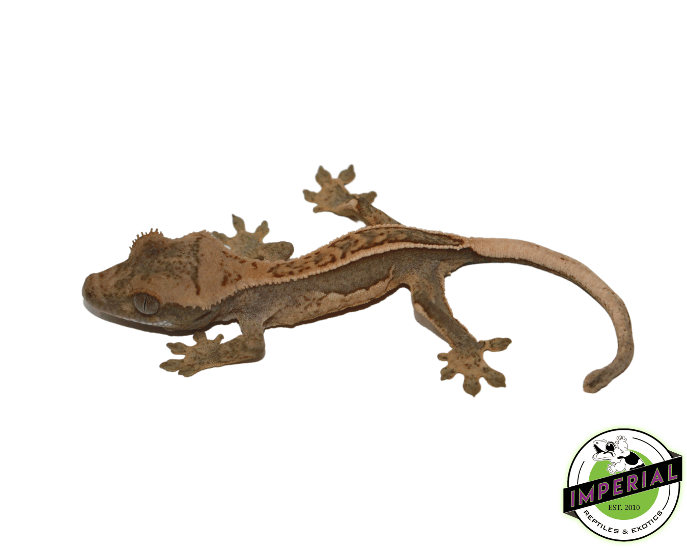 Pinstripe Crested Gecko Baby