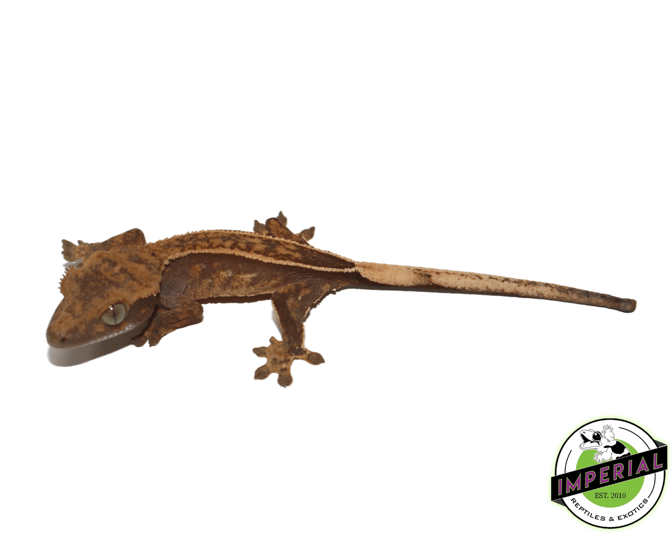 Pinstripe Crested Gecko Baby — image 2