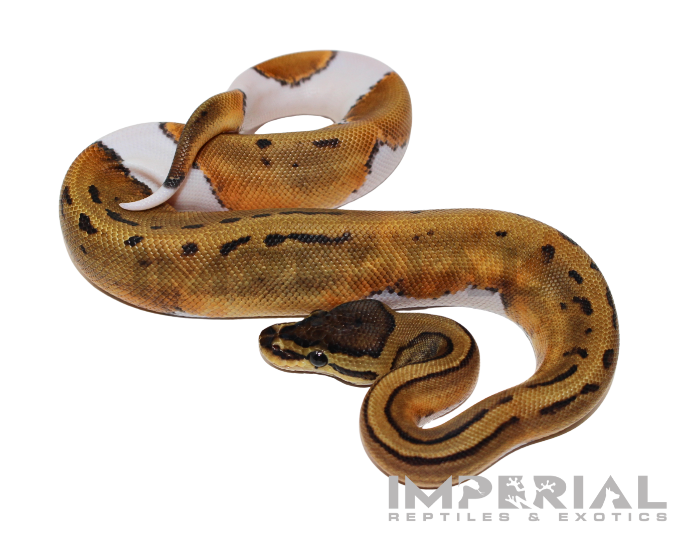 Pinstripe Pied Ball Python — image 2