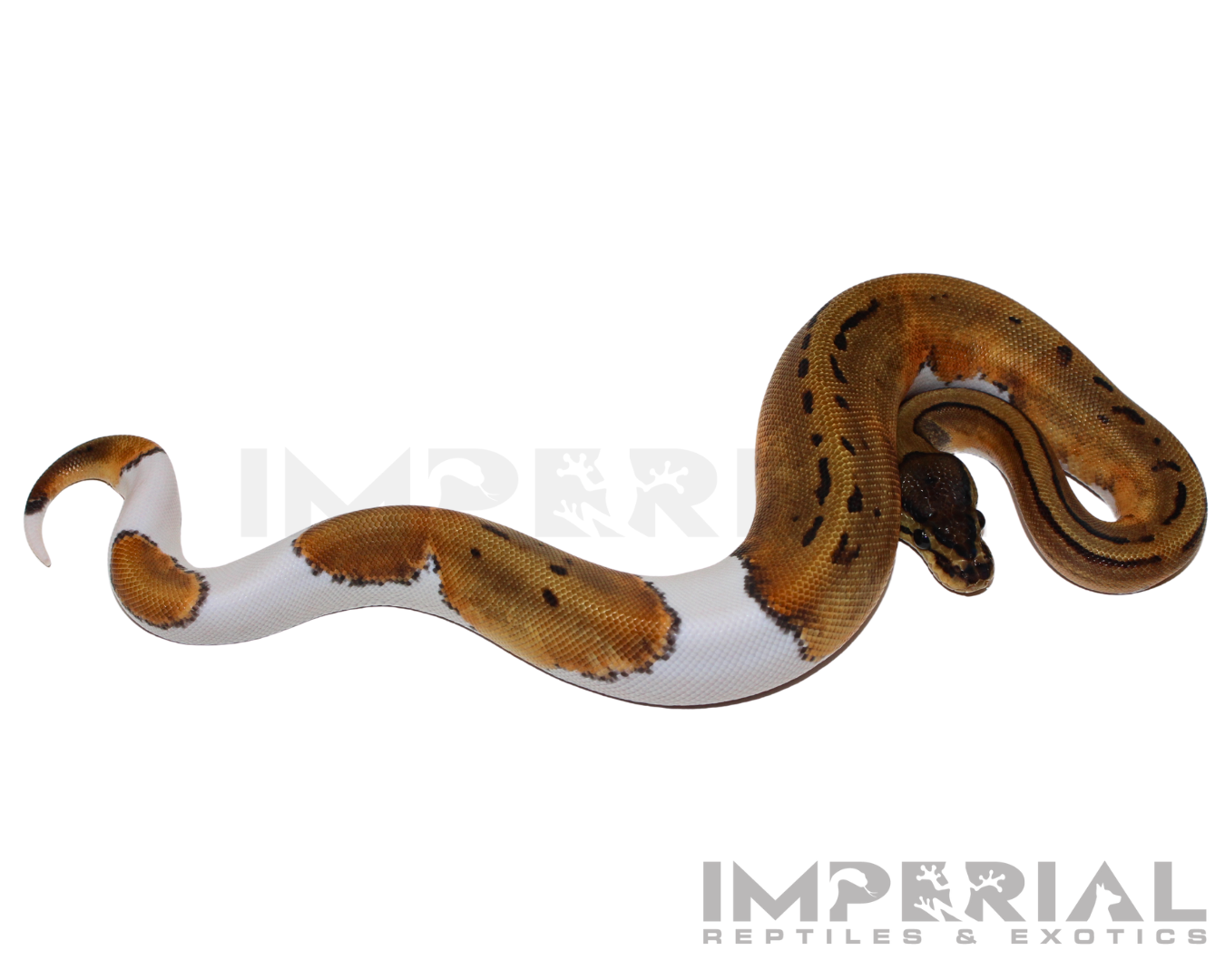 Pinstripe Pied Ball Python — image 3