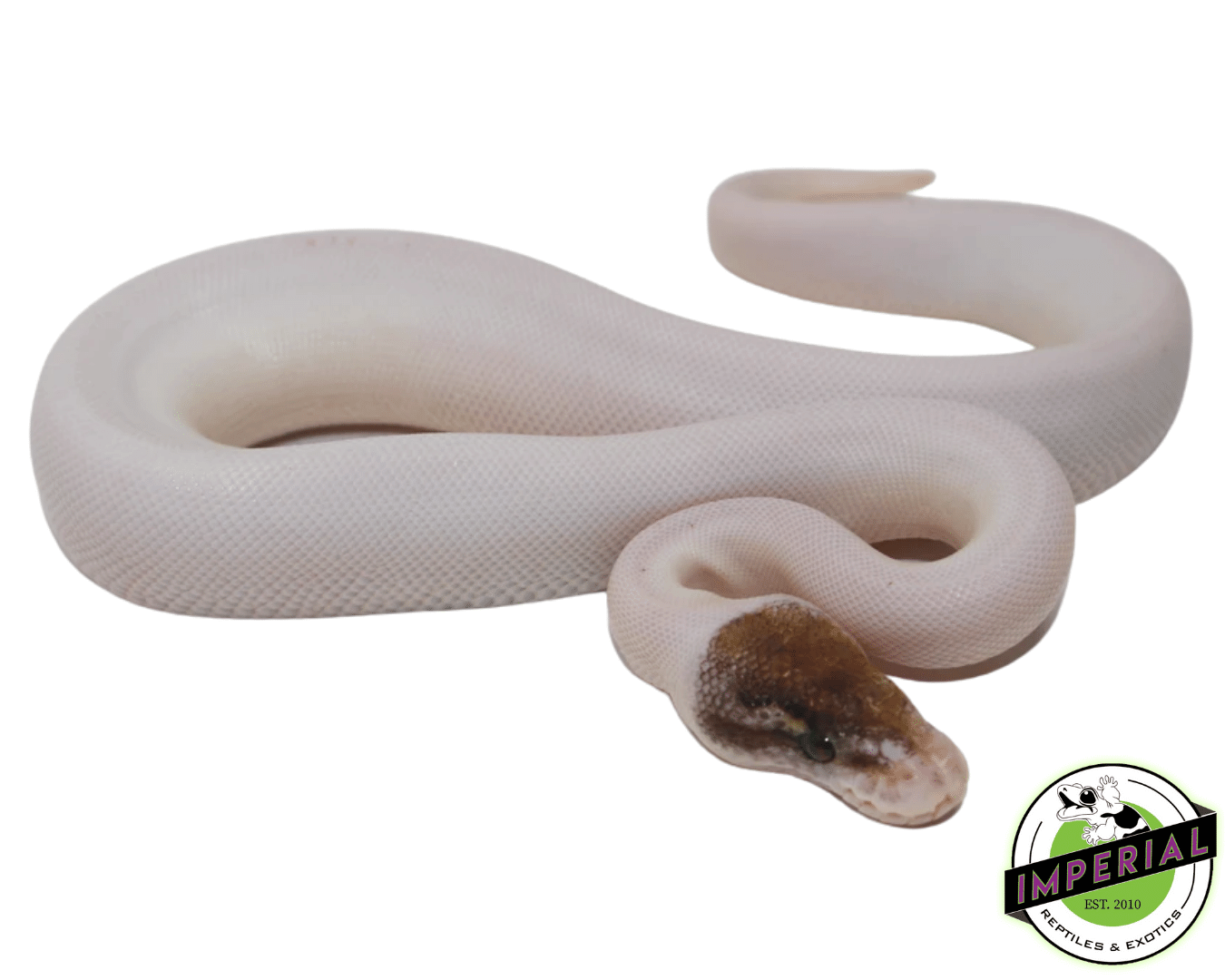 Pinto Pied (Russo Piebald)