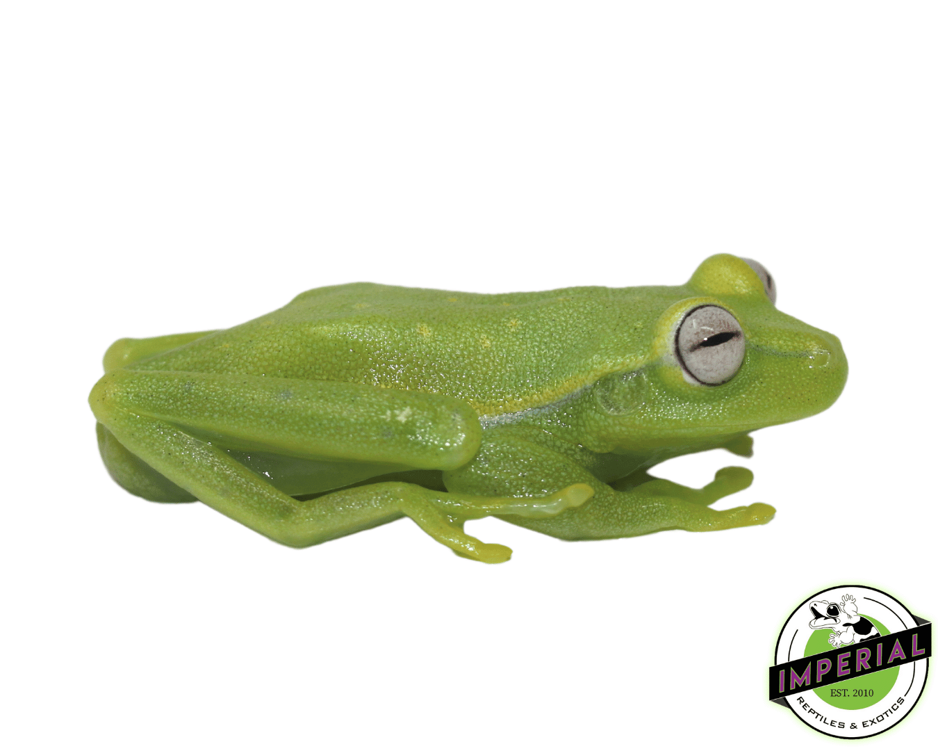 Polka-Dot Tree Frog