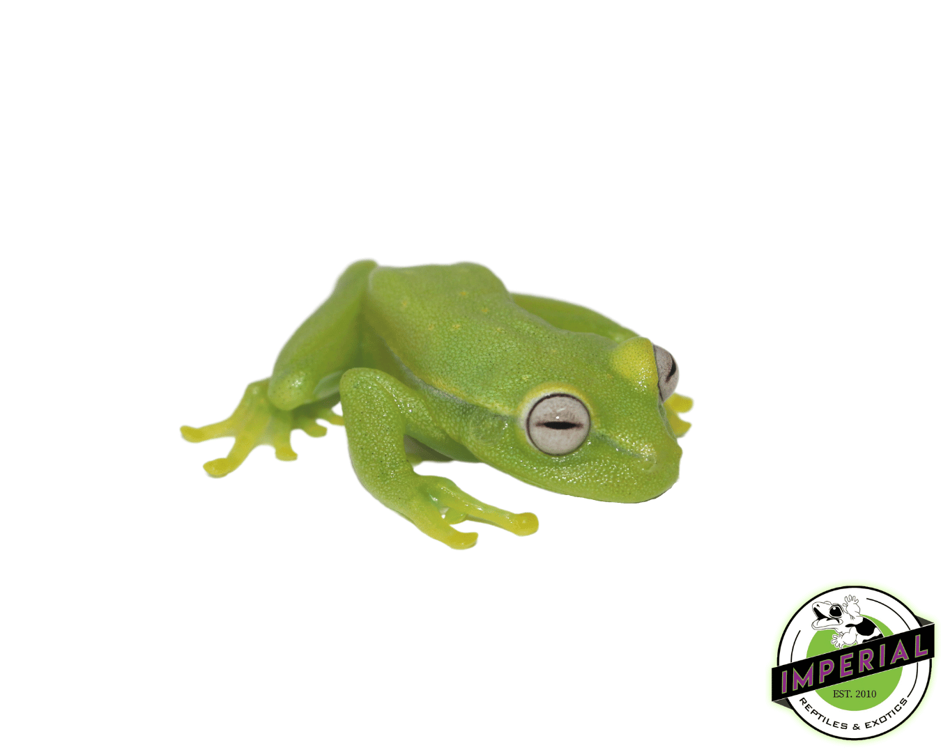 Polka-Dot Tree Frog — image 2