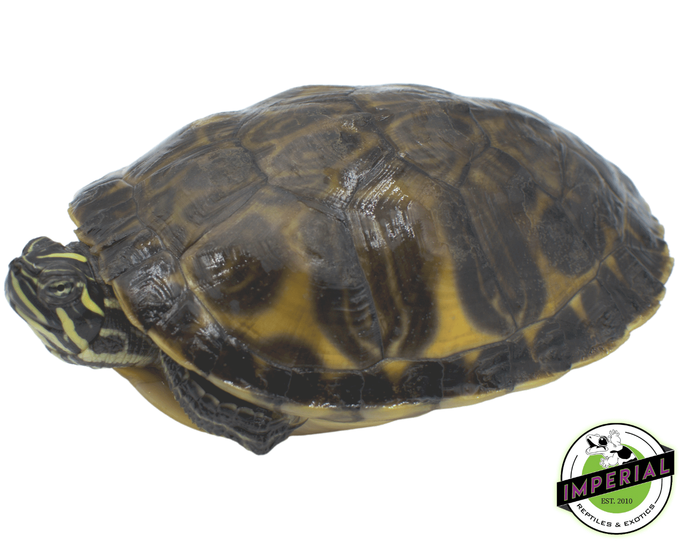 Pond Turtles (4”+) — image 2
