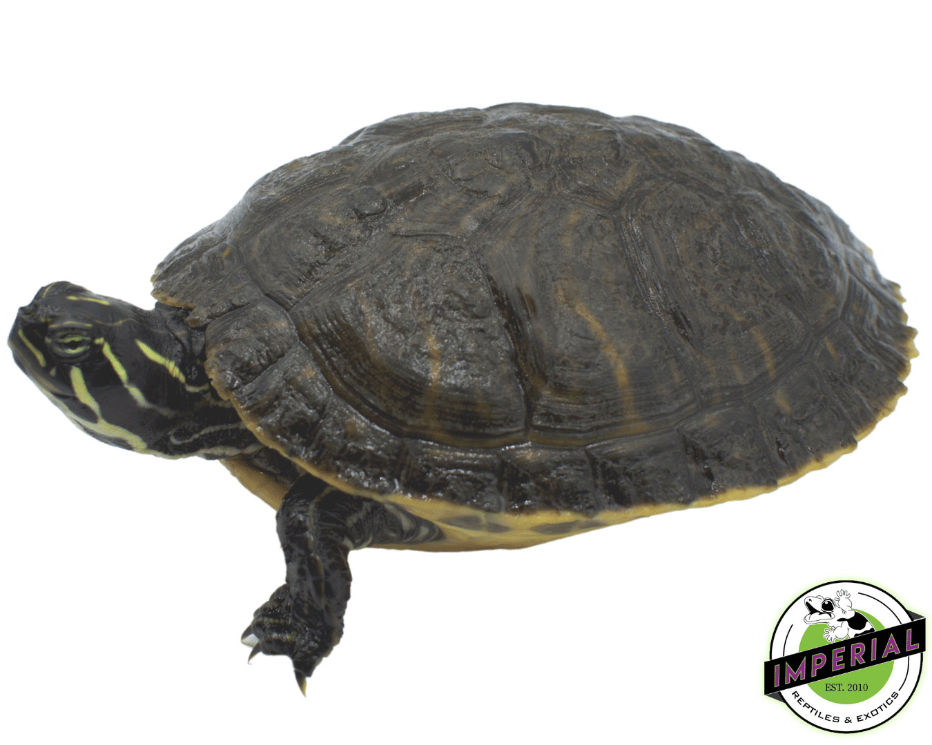 Pond Turtles (4”+) — image 3