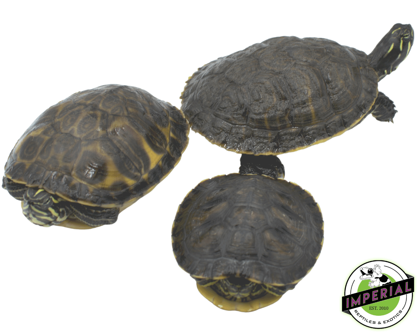 Pond Turtles (4”+)