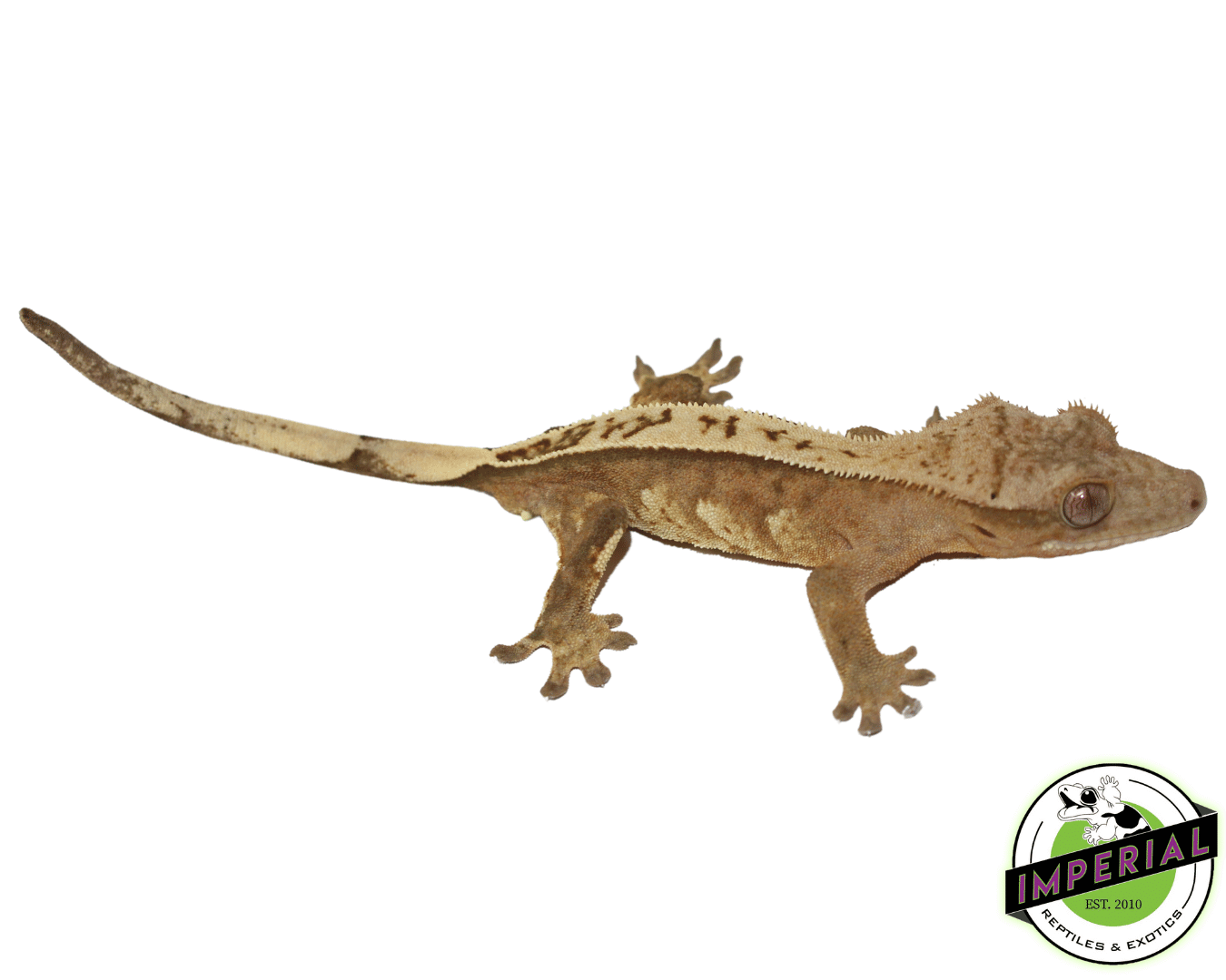 Premium Crested Gecko Adult Male — image 2