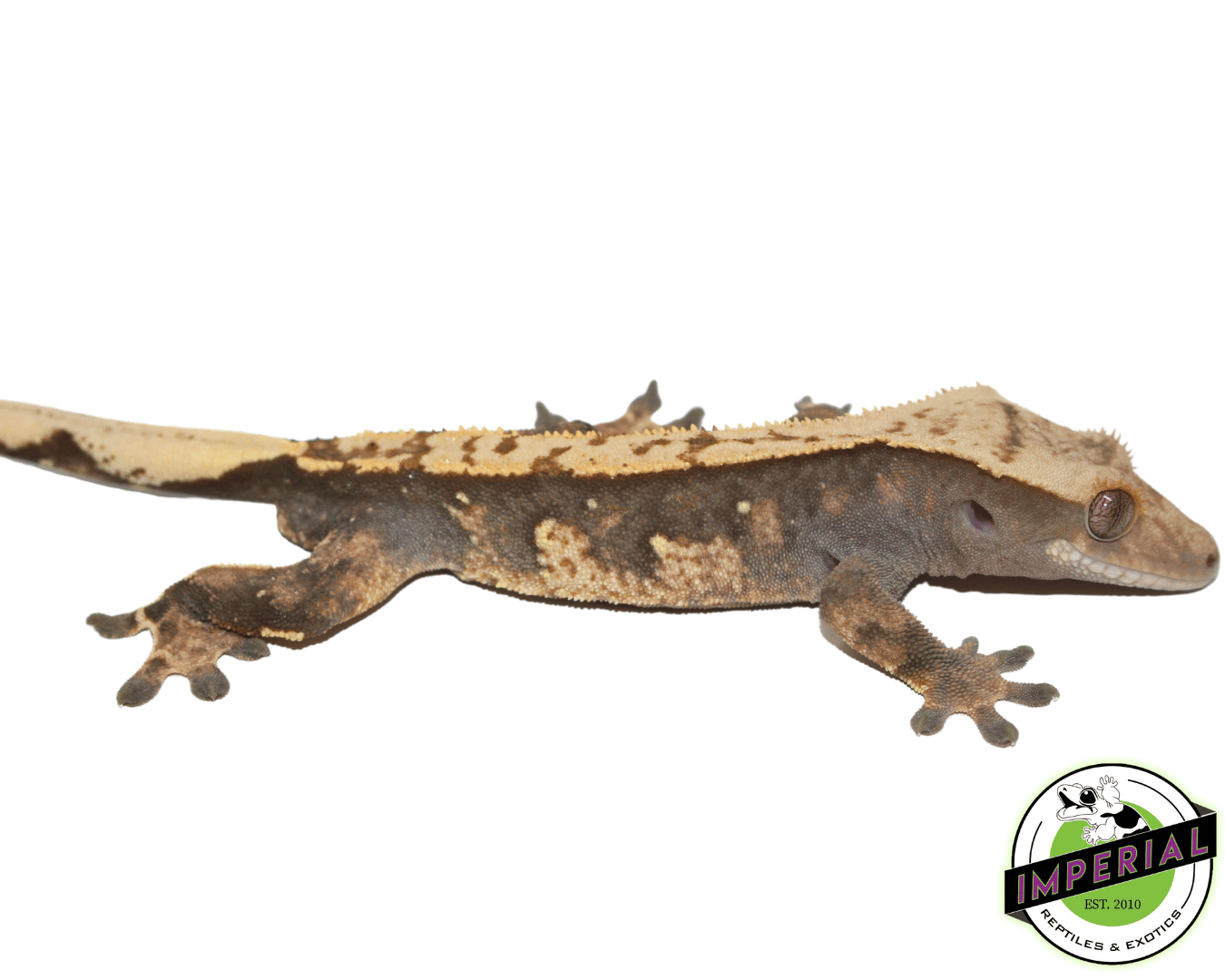 Premium Crested Gecko Adult Male — image 3