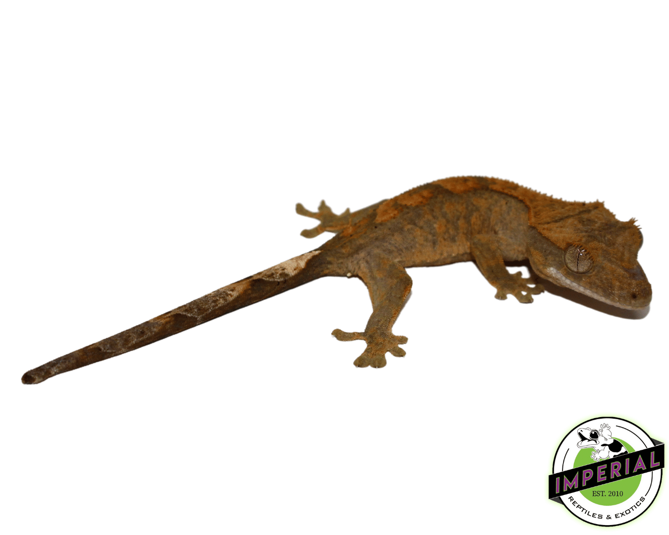 Premium Crested Gecko Baby — image 3