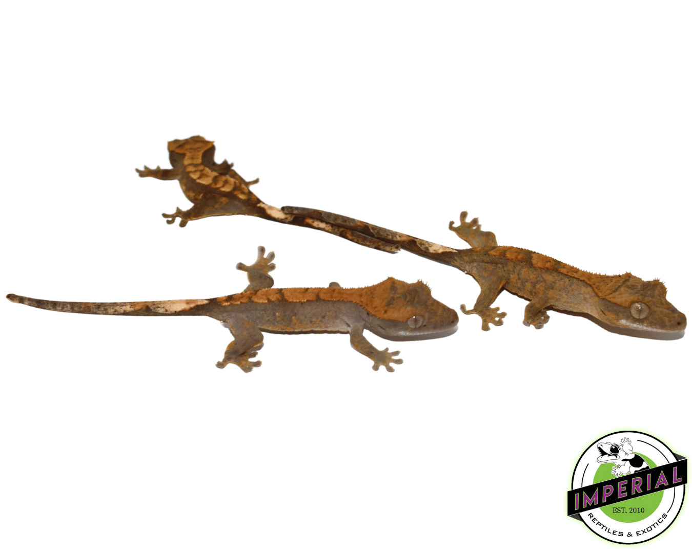 Premium Crested Gecko Baby