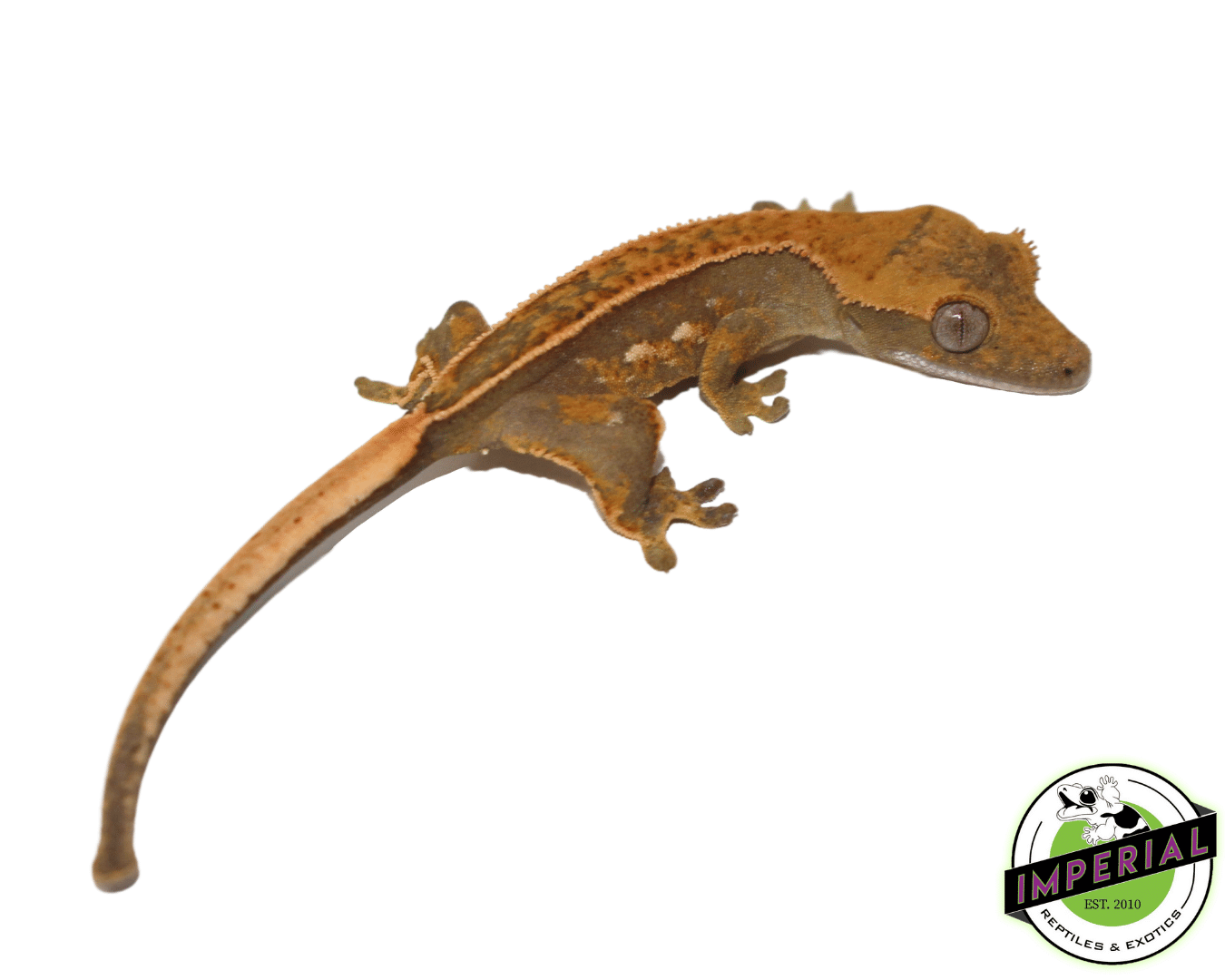 Premium Crested Gecko Baby — image 2