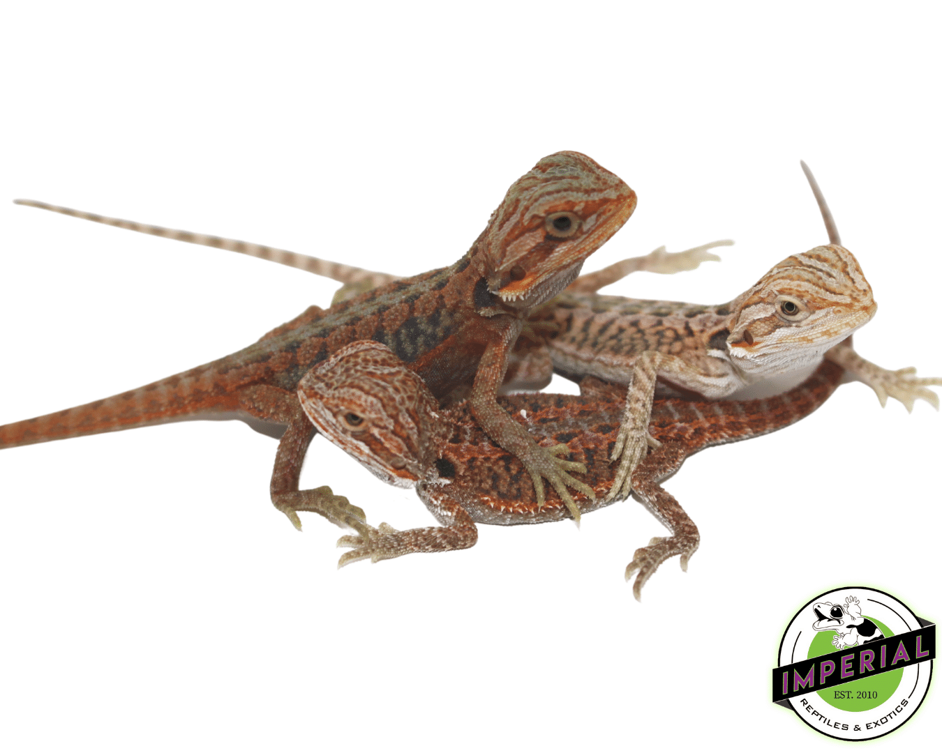 Premium Red Bearded Dragon Baby — image 2