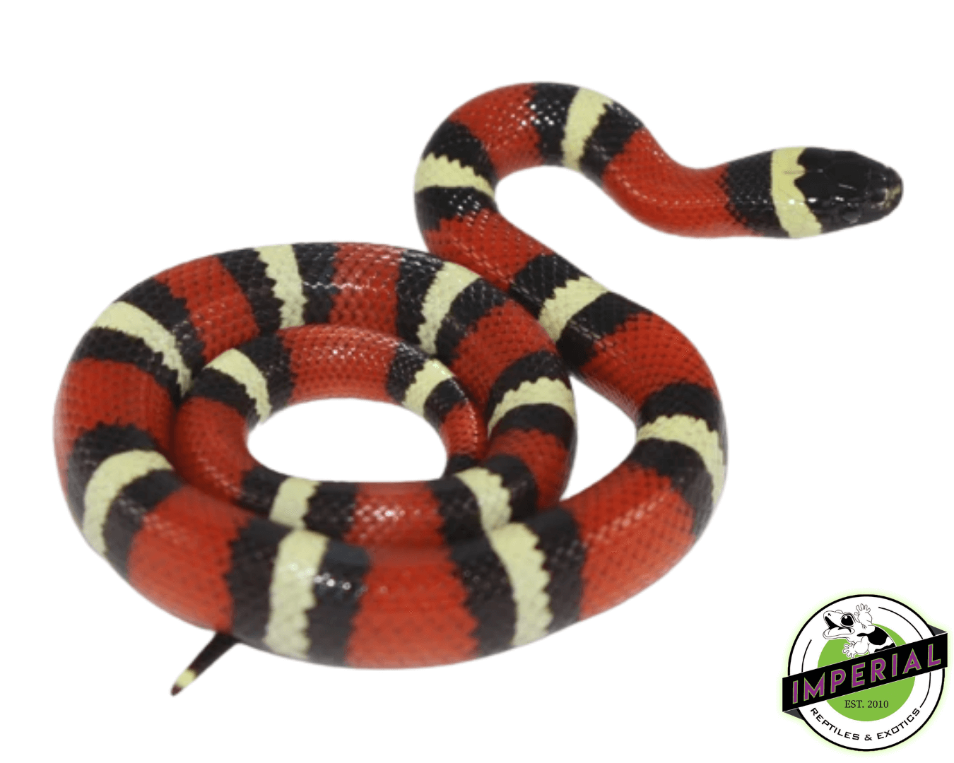 Pueblan Milk Snake Baby