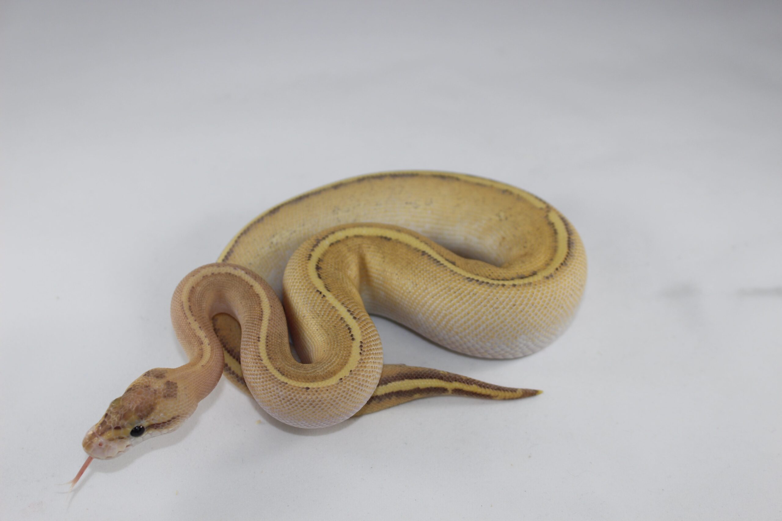 Puma Ball Python Baby — image 3