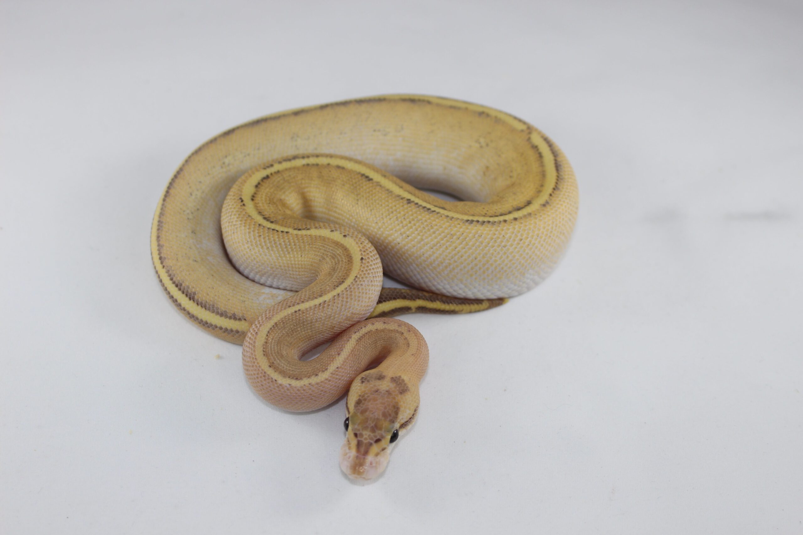 Puma Ball Python Baby — image 2