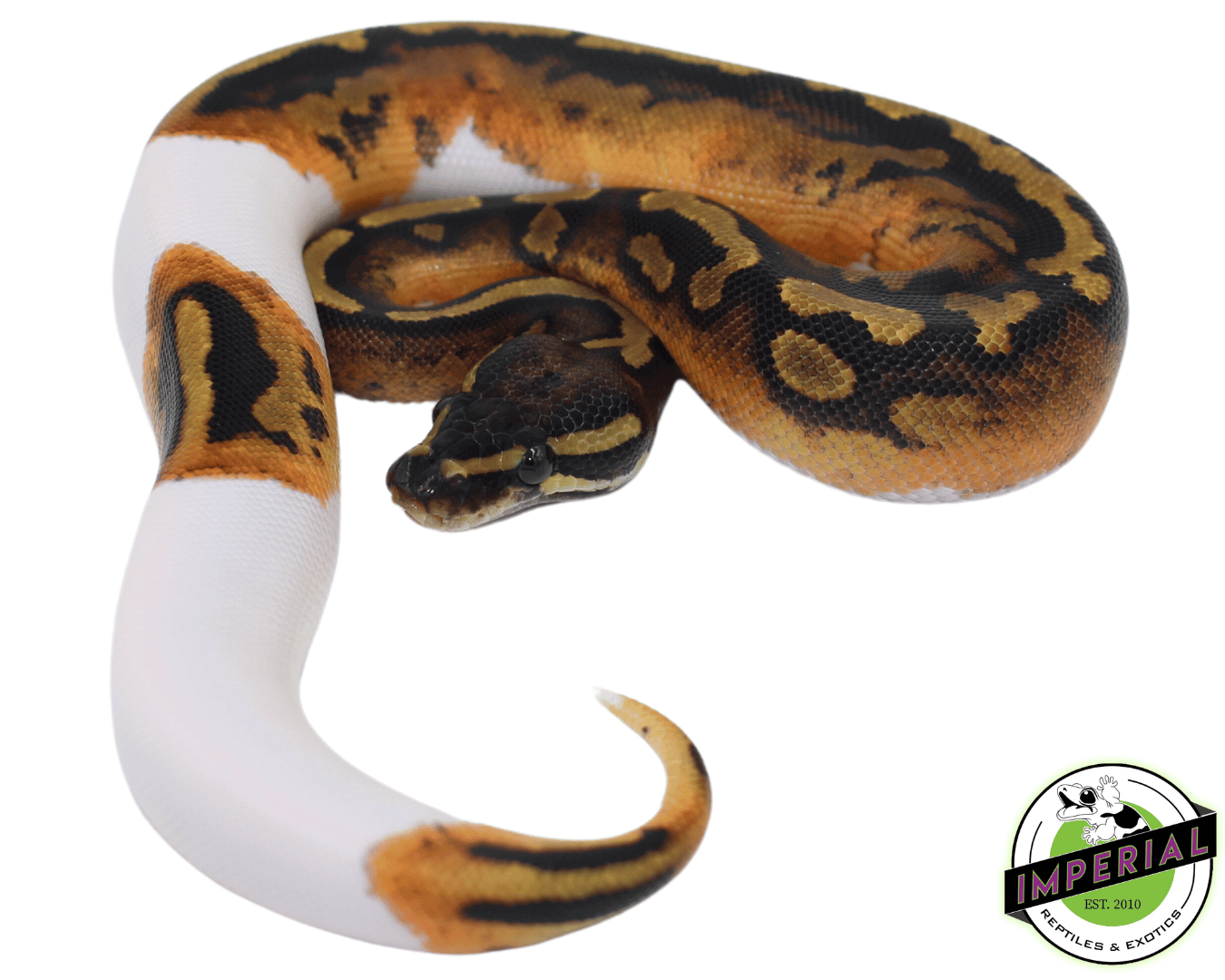 Pumpkin Pied Ball Python — image 2