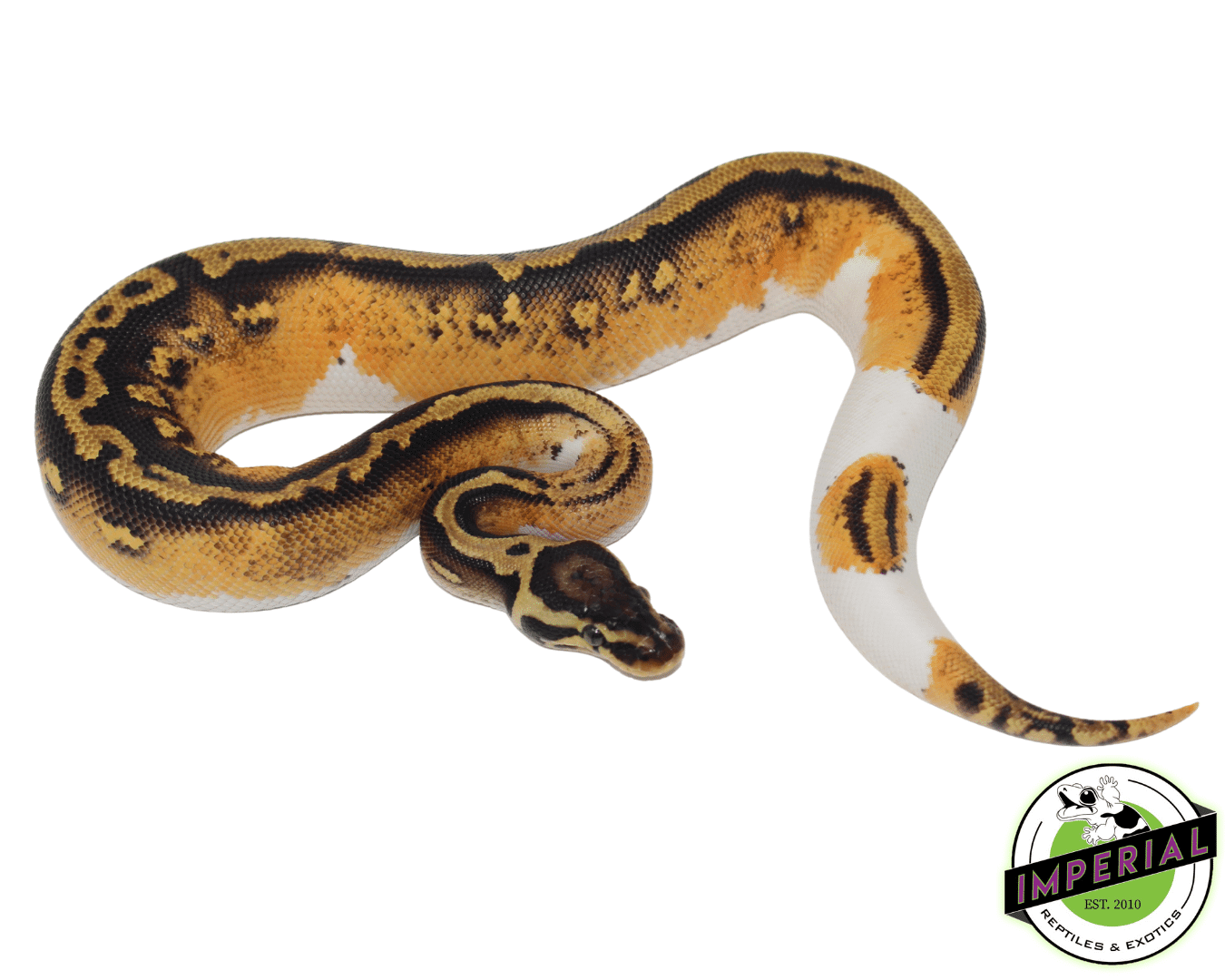 Pumpkin Pied Ball Python — image 3