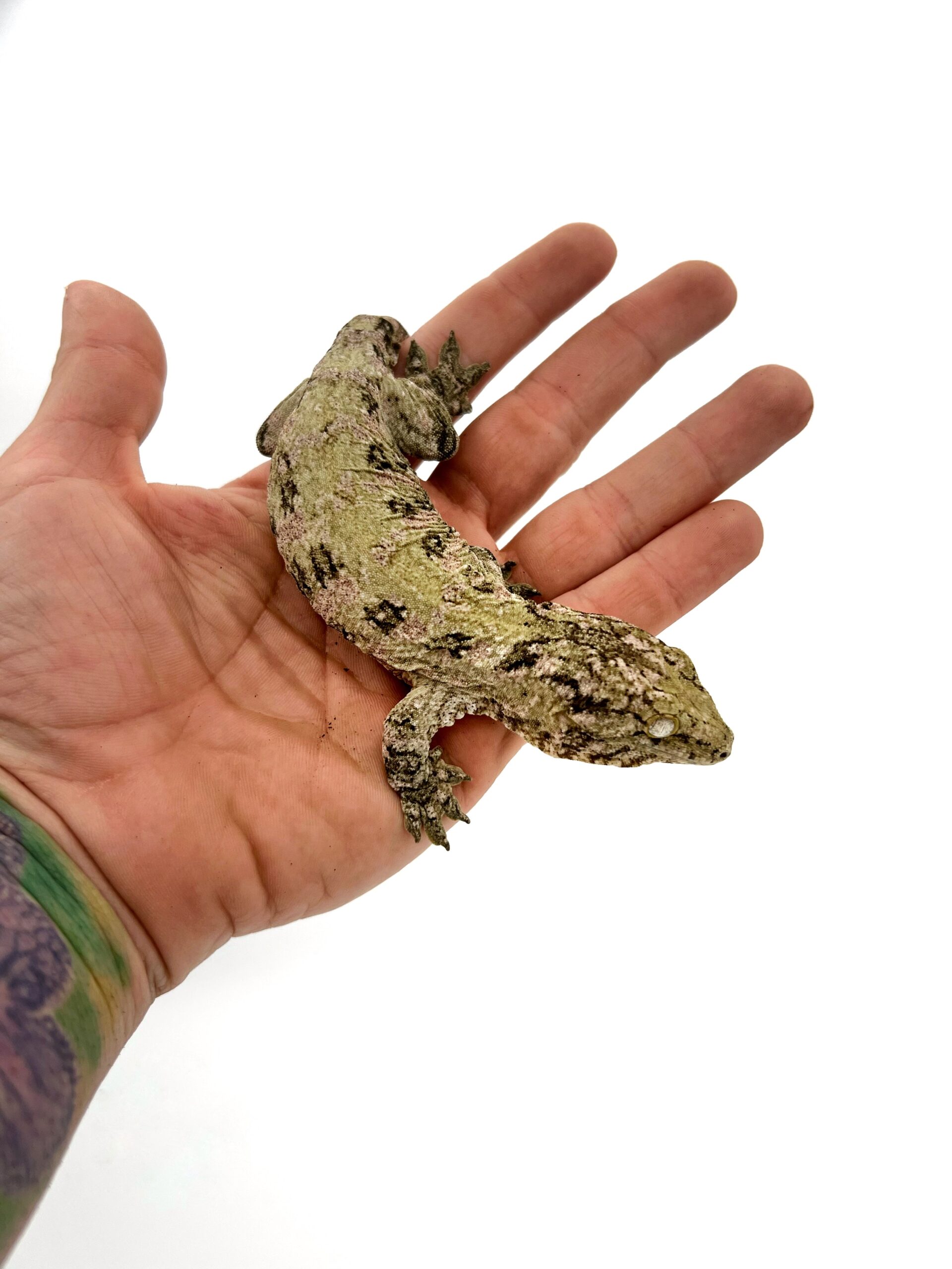 Pure Nuu Ana Leachianus Gecko Male #111825-02 — image 2