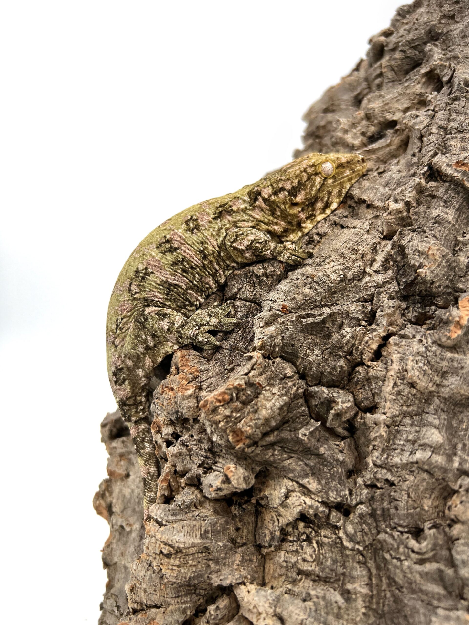 Pure Nuu Ana Leachianus Gecko Male #111825-02 — image 3