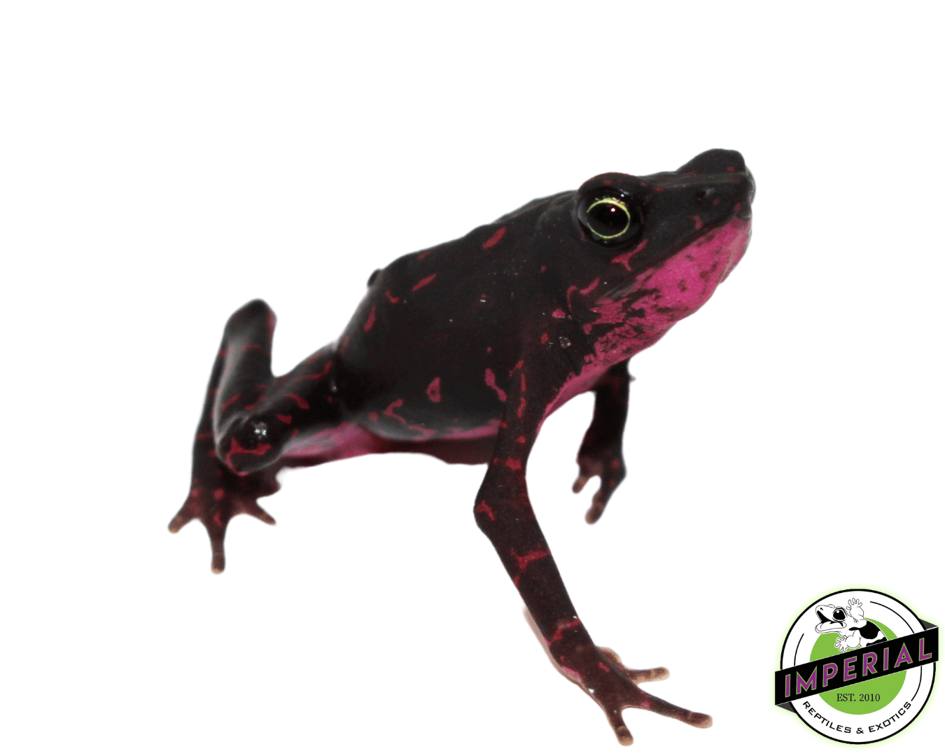 Purple Harlequin Toad — image 3