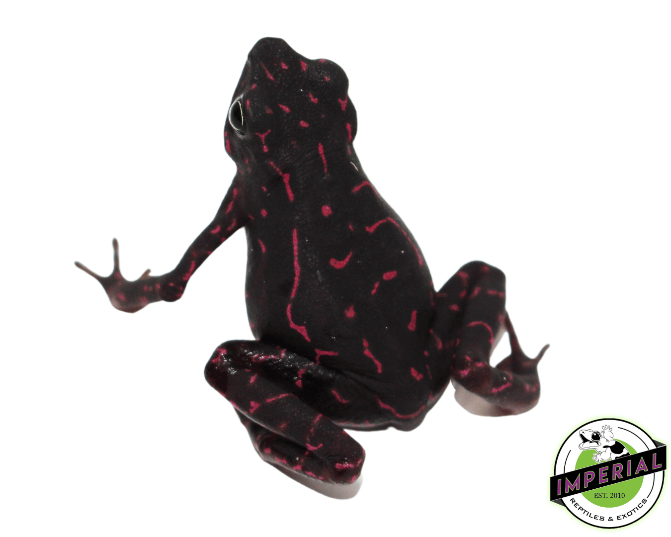 Purple Harlequin Toad — image 2