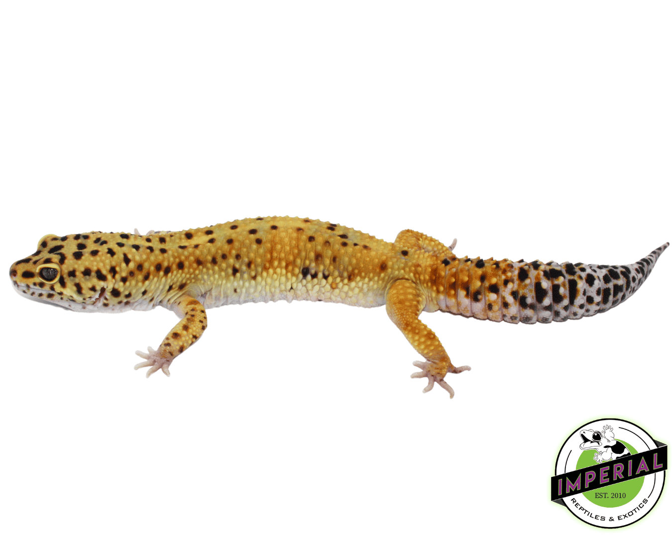 Purple Head Leopard Gecko Adult — image 2