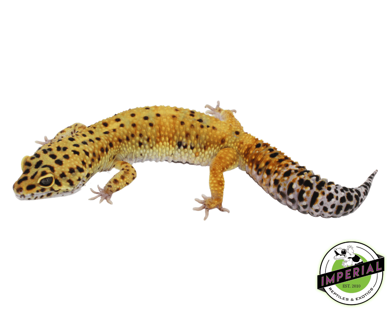 Purple Head Leopard Gecko Adult