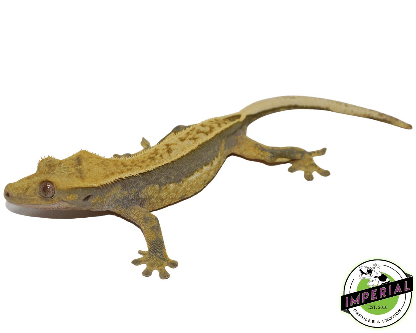 Quad Stripe Crested Gecko Adult Female — image 2
