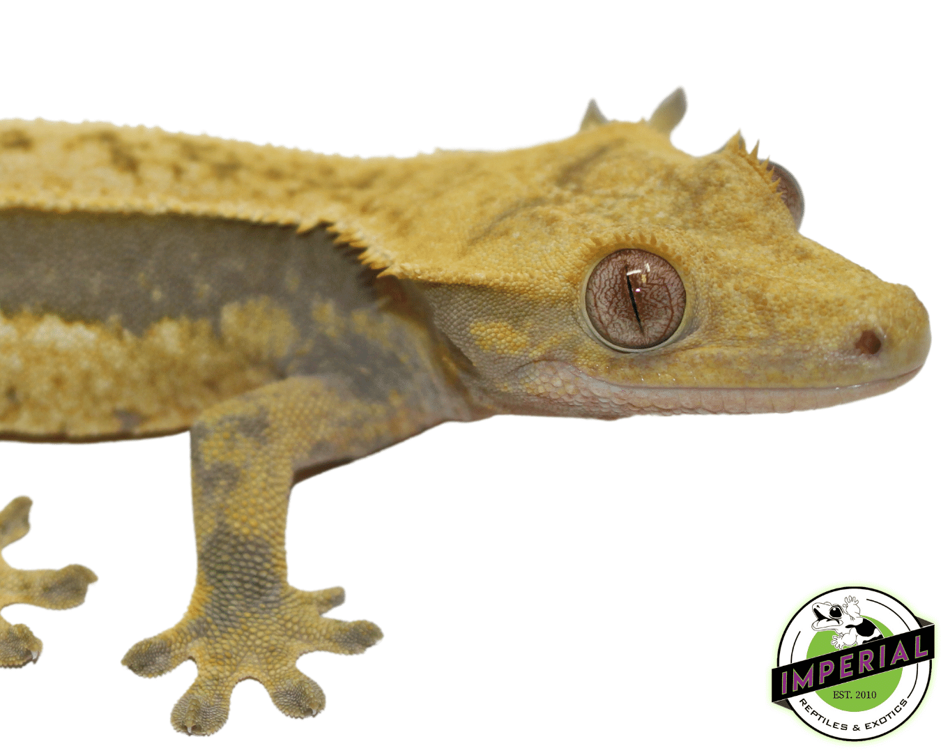 Quad Stripe Crested Gecko Adult Female — image 3