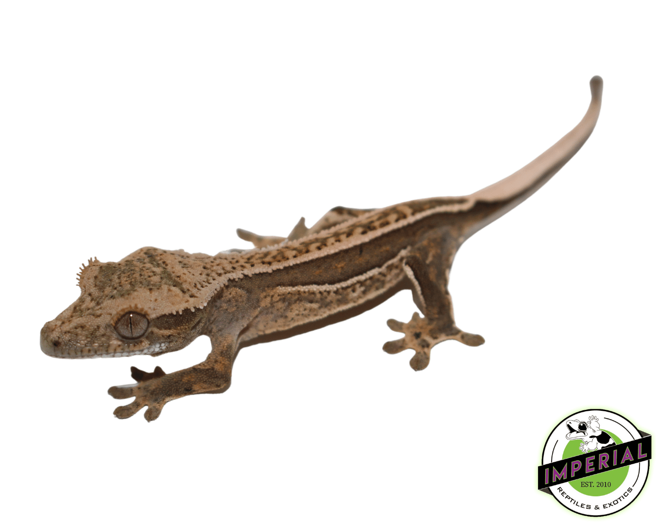 Quadstripe Crested Gecko — image 2