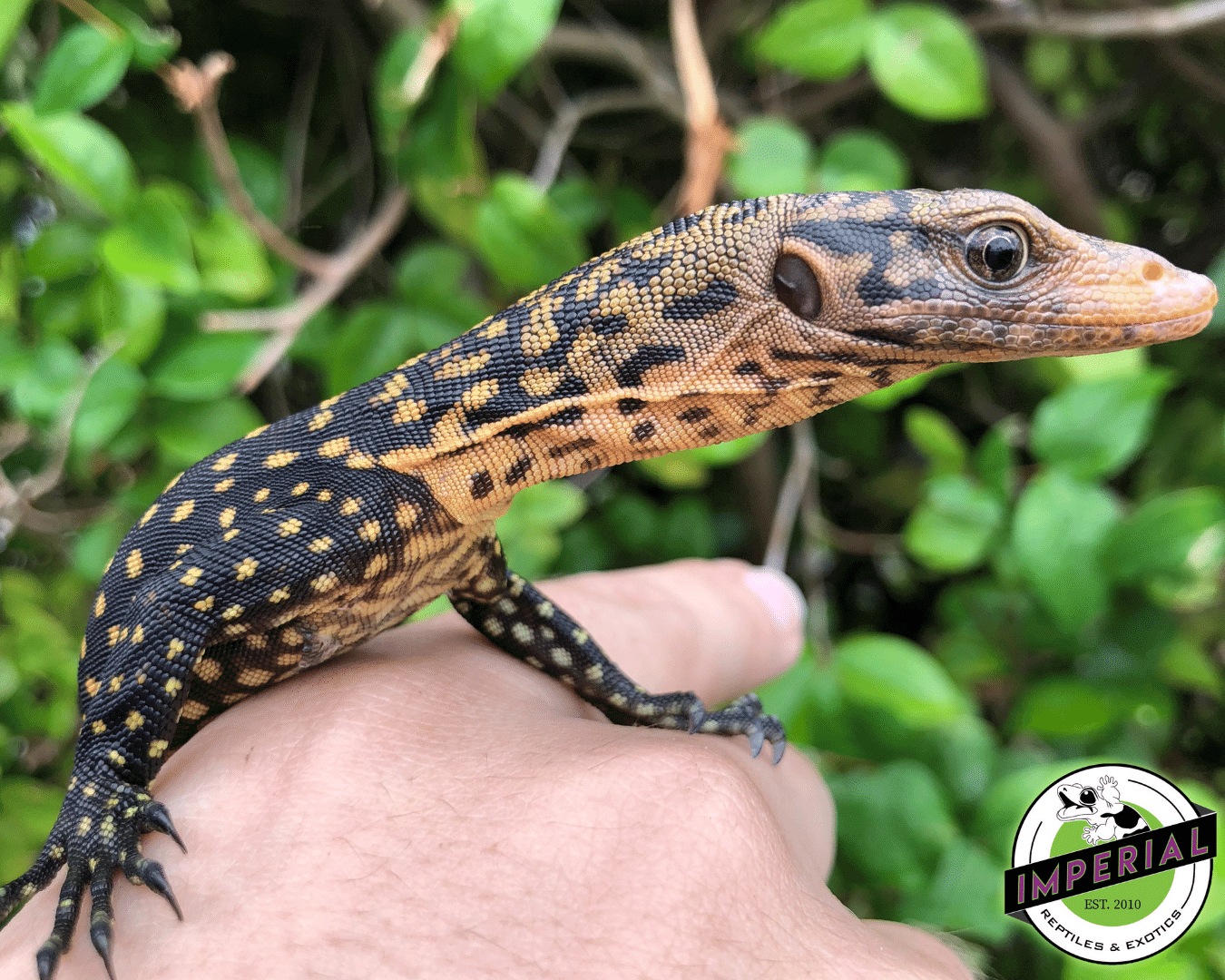 Quince Monitor Baby — image 2