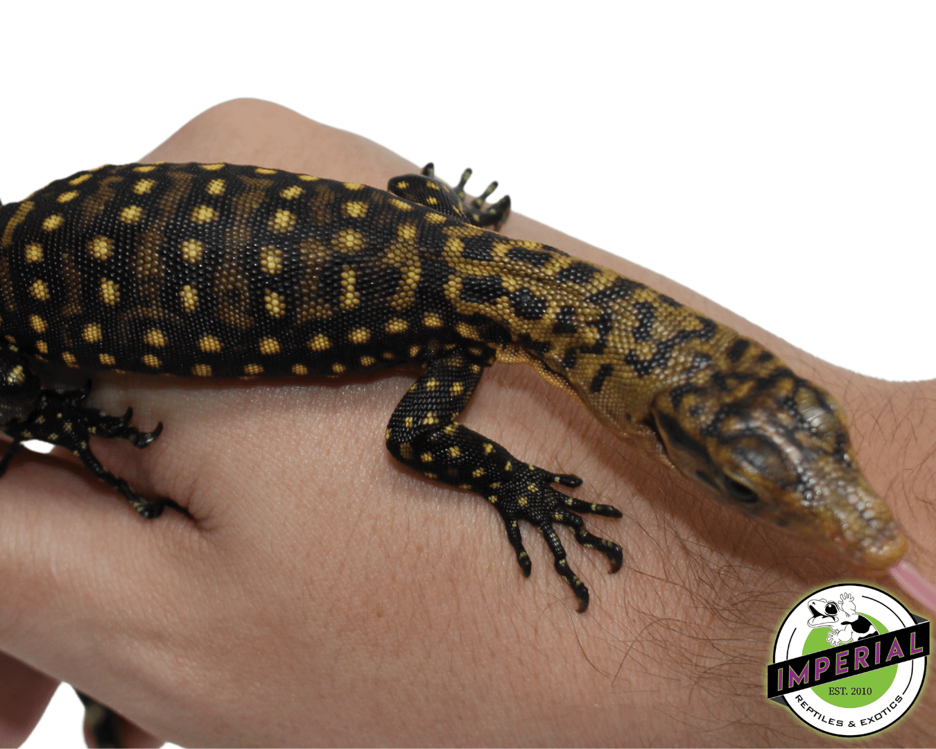 Quince Monitor Baby — image 3