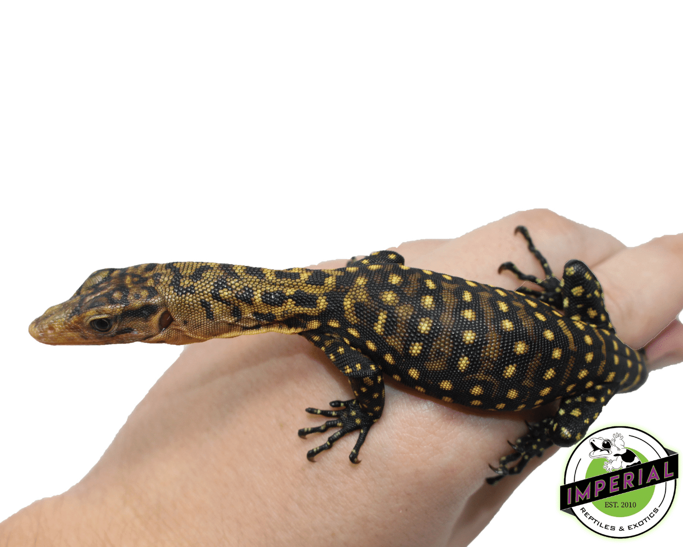 Quince Monitor Baby