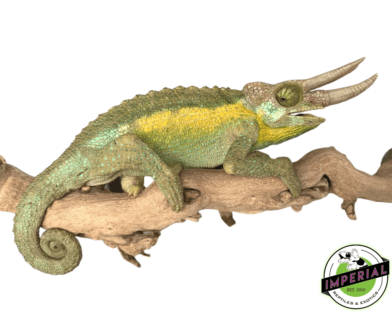 "Rainbow" Jackson's Chameleon