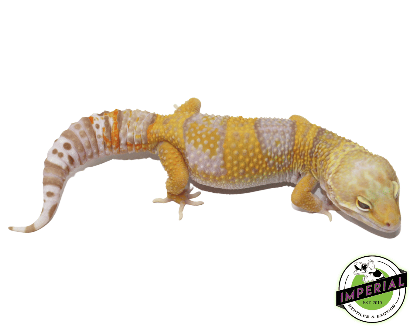 Rainwater Albino Leopard Gecko Adult
