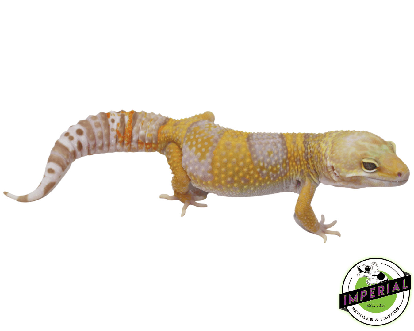 Rainwater Albino Leopard Gecko Adult — image 2