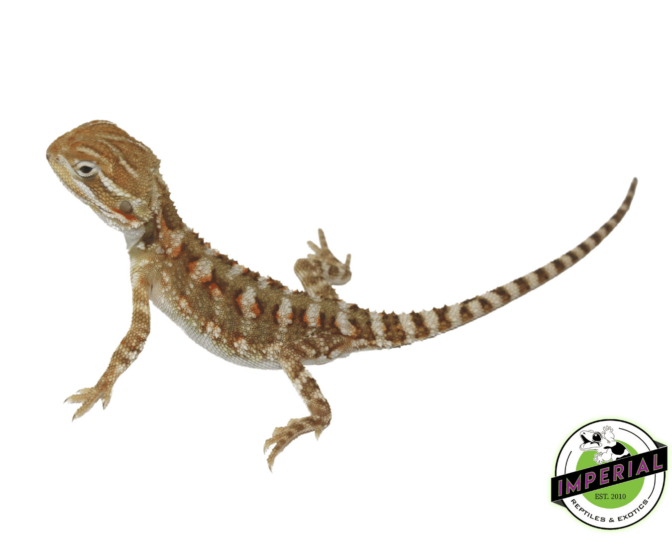 Rankins Dragon Baby