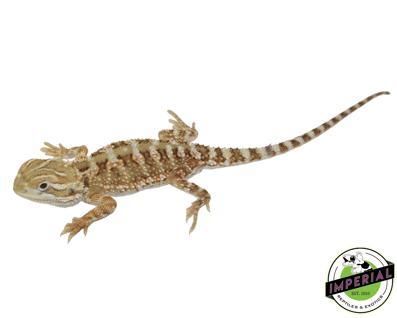 Rankins Dragon Baby — image 2