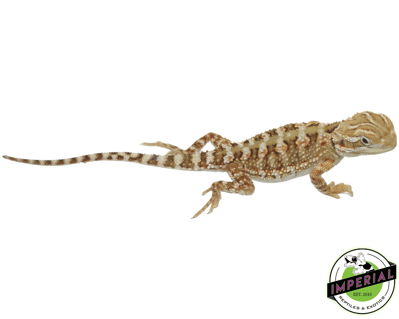 Rankins Dragon Baby — image 3