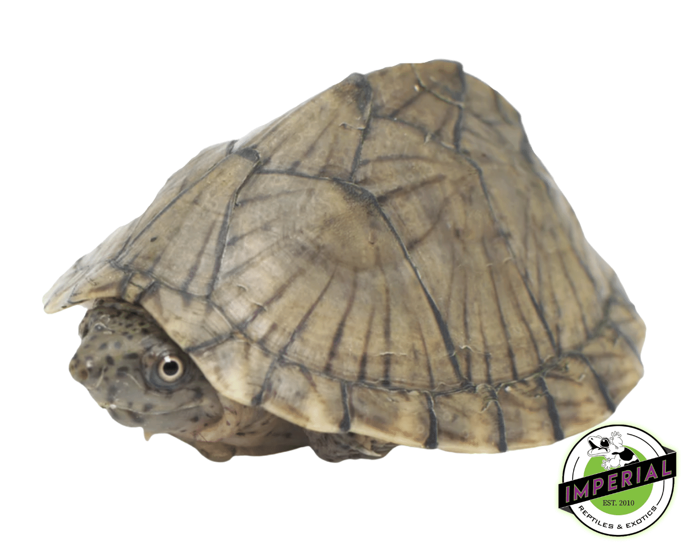 Razorback Musk Turtle Baby