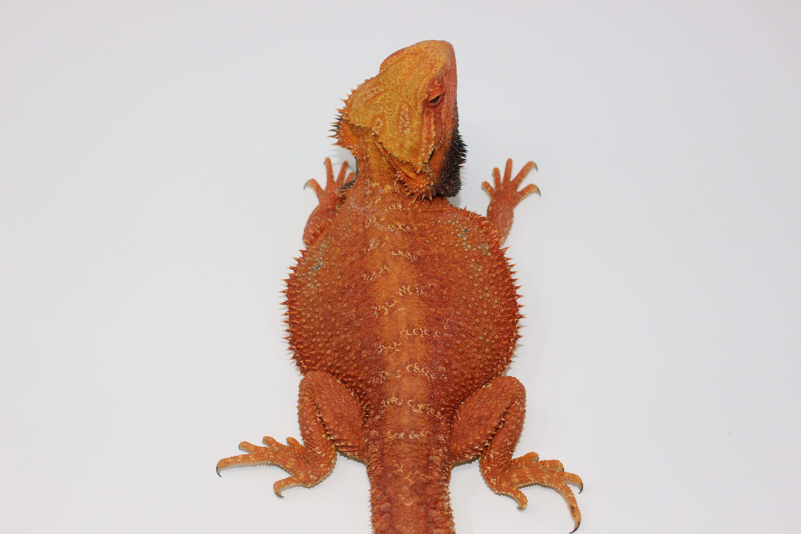 Red 100% Double Het Hypo Trans Bearded Dragon Adult Male — image 2