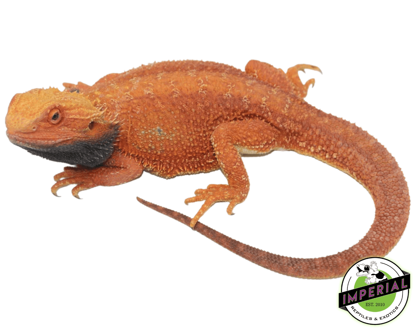 Red 100% Double Het Hypo Trans Bearded Dragon Adult Male