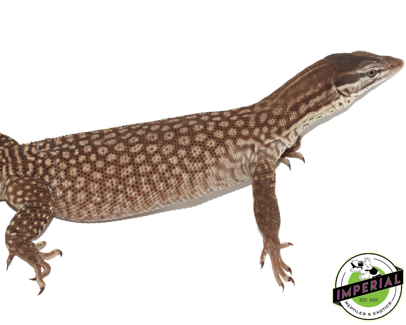 Red Ackie Monitor Adult — image 2