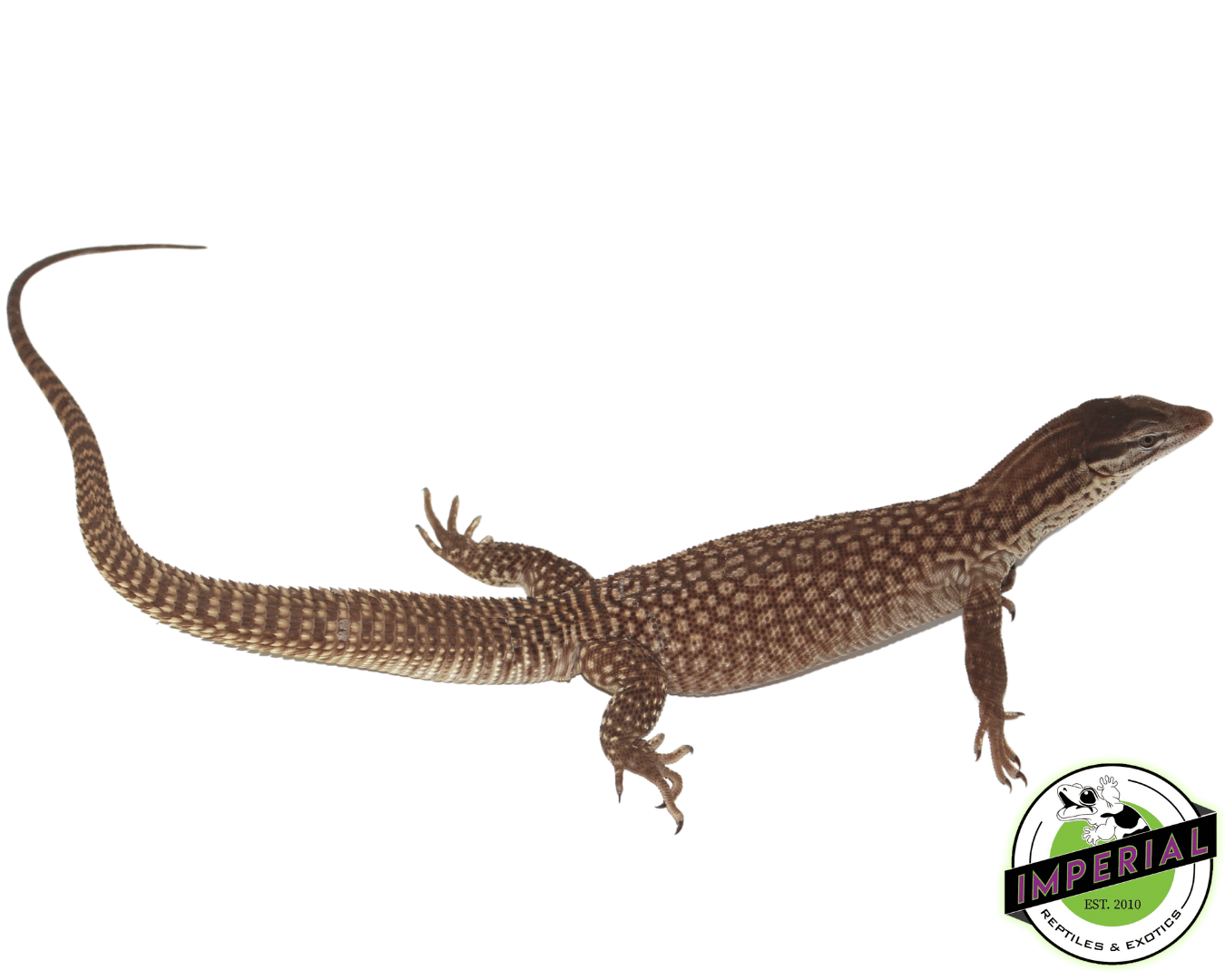 Red Ackie Monitor Adult