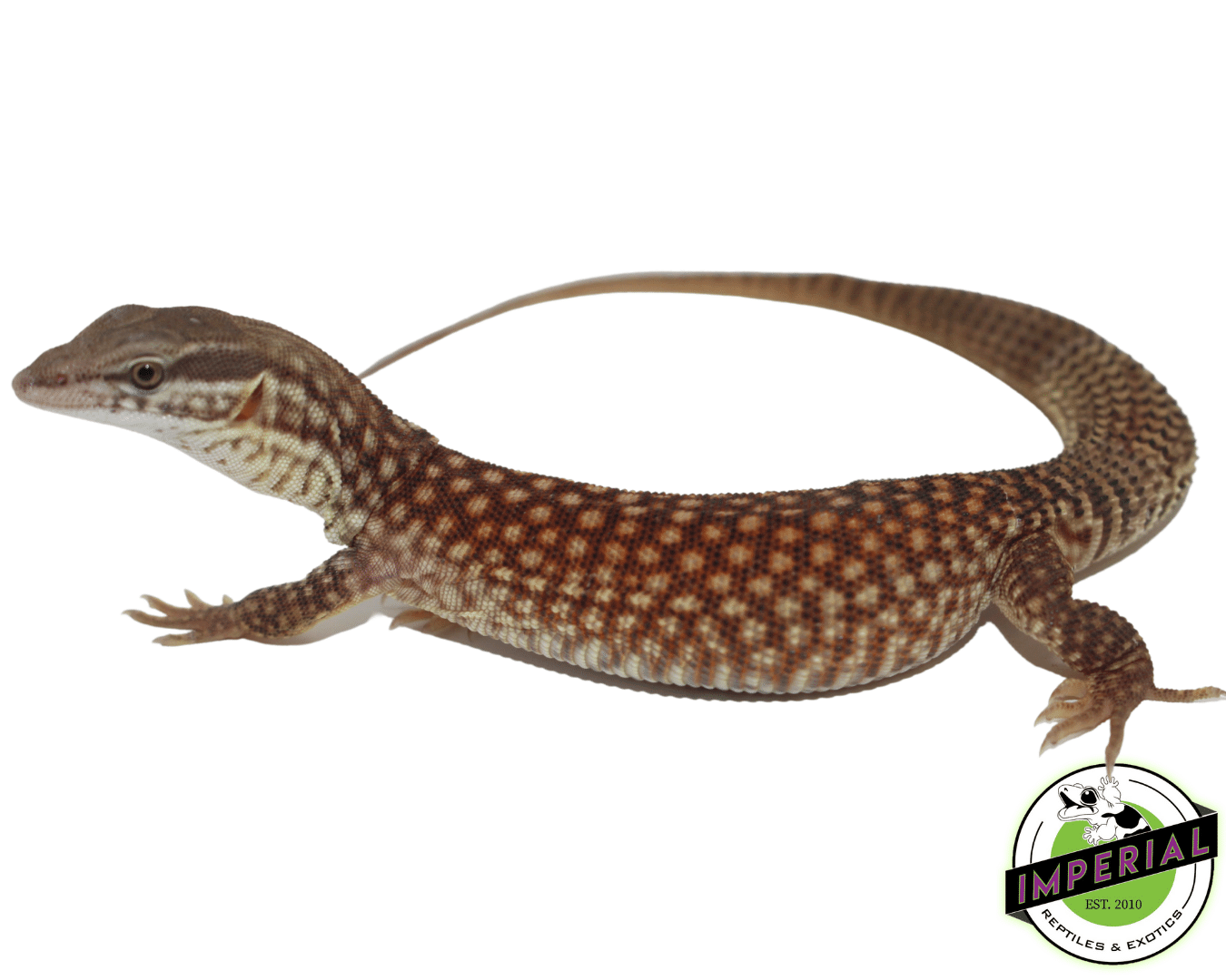Red Ackie Monitor Baby