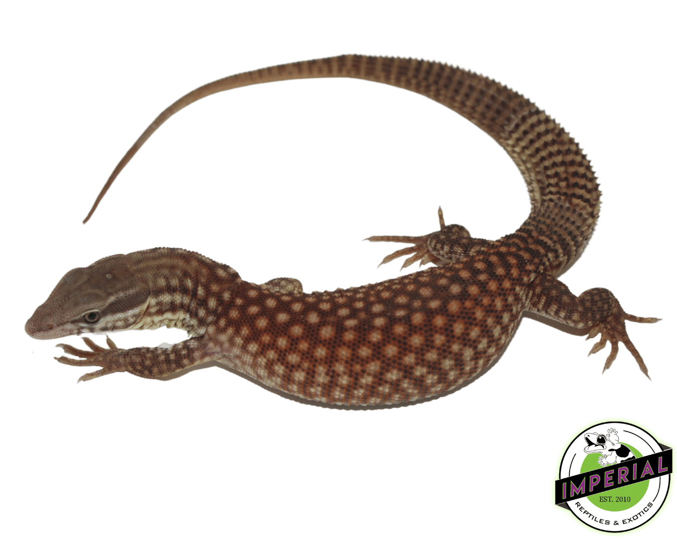 Red Ackie Monitor Baby — image 2