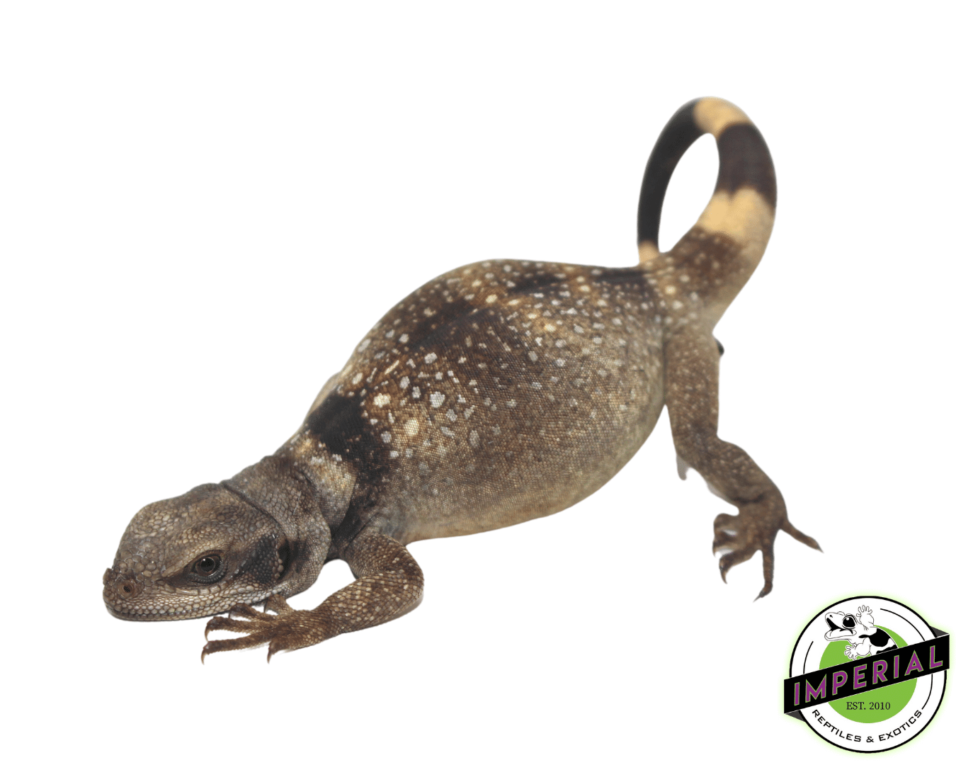 Red and Black Chuckwalla Baby — image 3