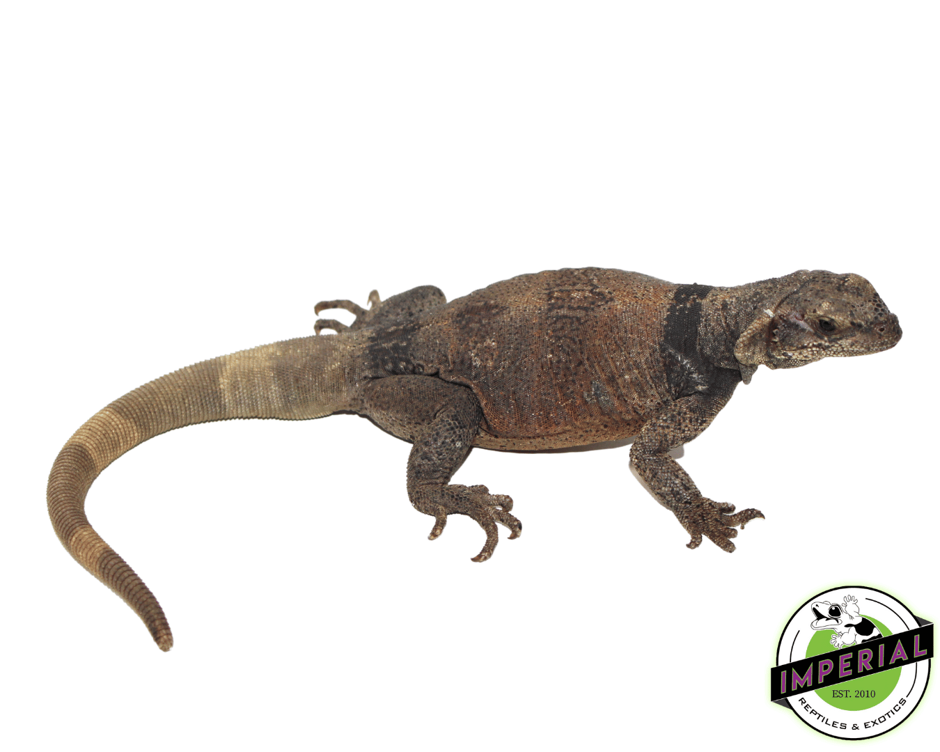 Red and Black Chuckwalla — image 3