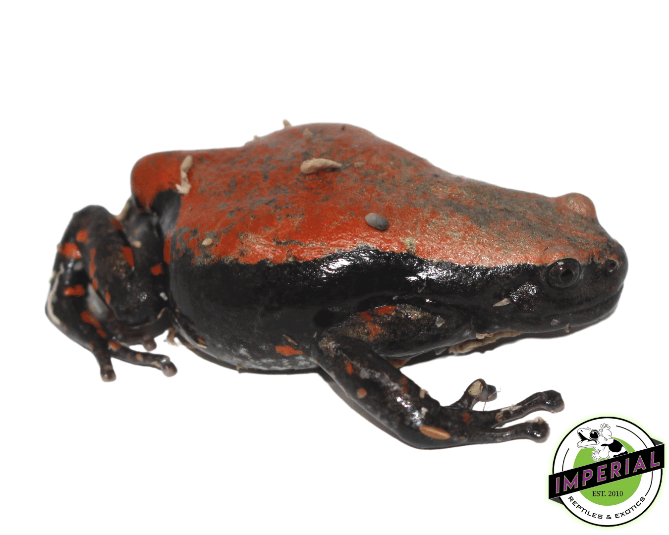 Red and Black Walking Frog