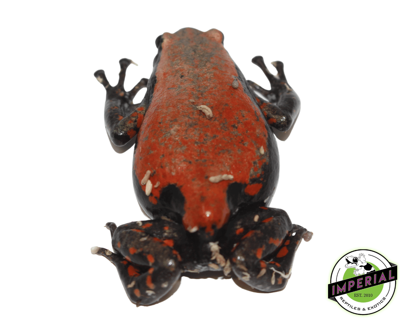 Red and Black Walking Frog — image 2
